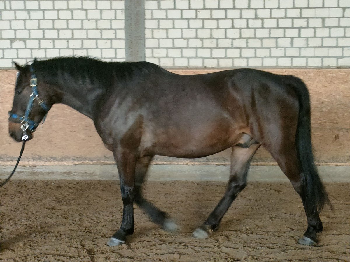 Andere Rassen Mix Ruin 4 Jaar 164 cm Donkerbruin in Hamm