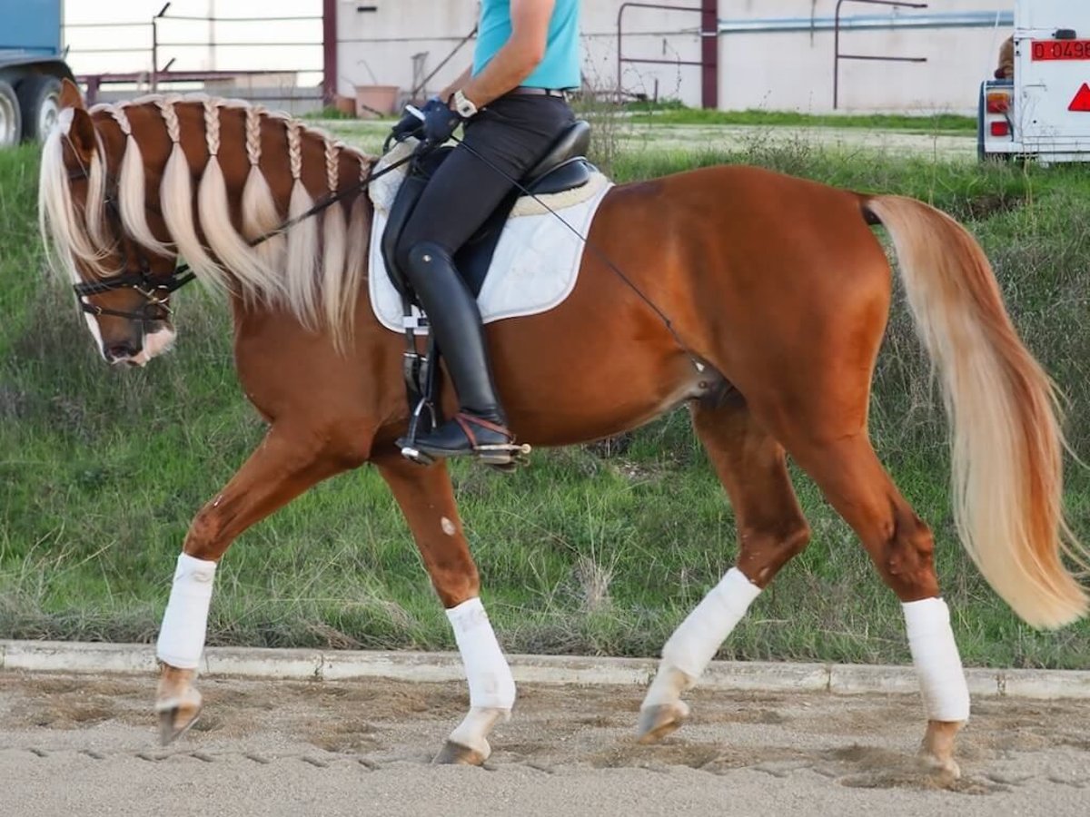 Andere Rassen Mix Ruin 4 Jaar 167 cm Palomino in Navas Del Madroño