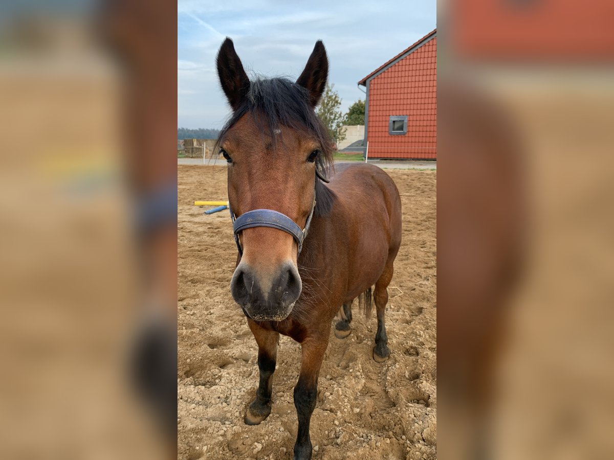 Andere Rassen Mix Ruin 5 Jaar 150 cm Bruin in Wolsdorf