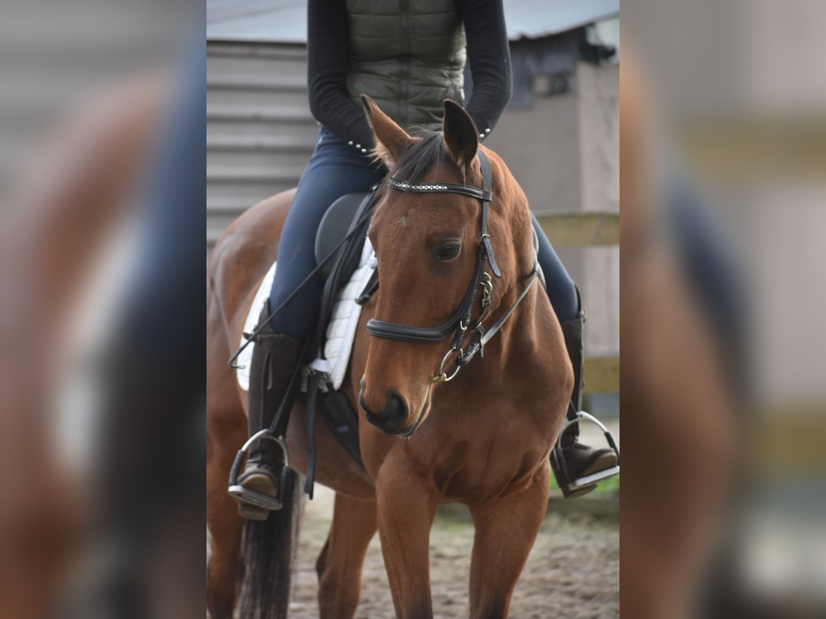 Andere Rassen Ruin 5 Jaar 158 cm Bruin in Achtmaal