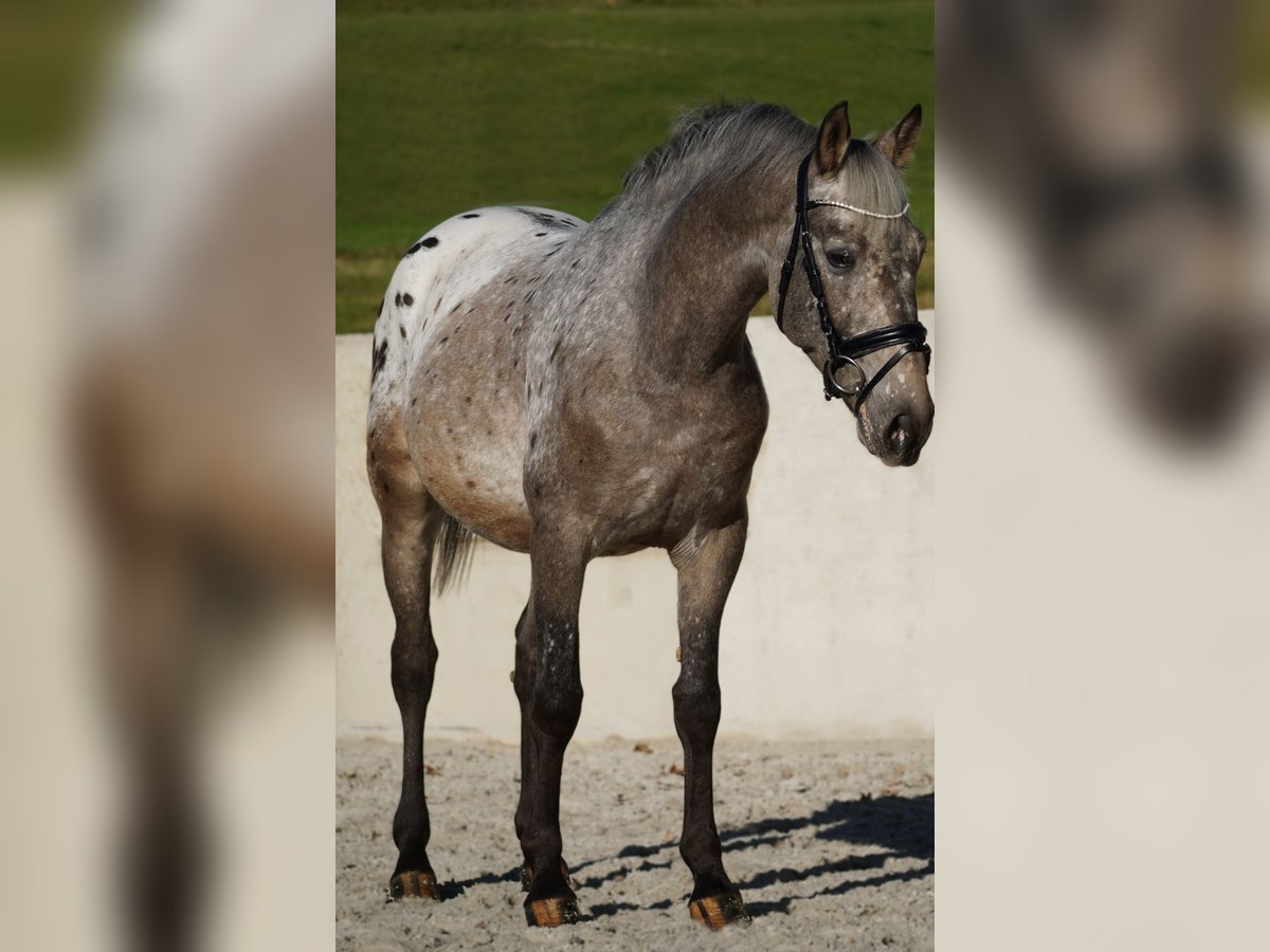 Andere Rassen Ruin 5 Jaar 160 cm Appaloosa in Nettersheim