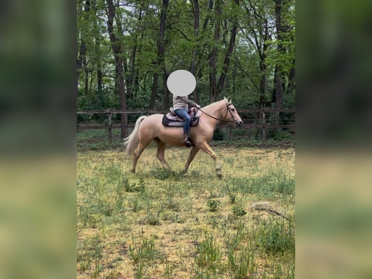 Andere Rassen Ruin 5 Jaar 160 cm Cremello in Kecskemét