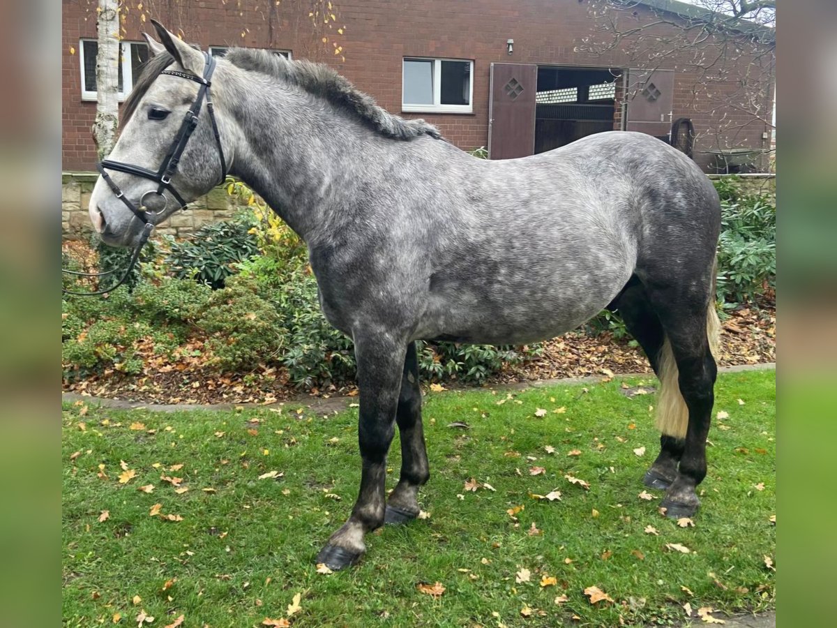 Andere Rassen Ruin 5 Jaar 160 cm Schimmel in Hopsten