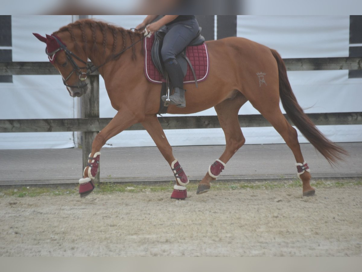 Andere Rassen Ruin 5 Jaar 162 cm Vos in Breda