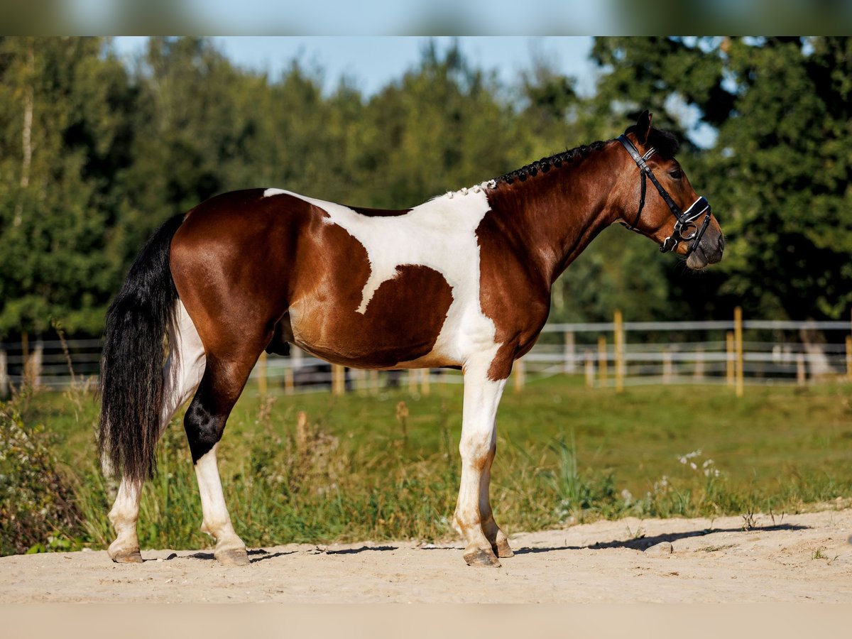 Andere Rassen Mix Ruin 6 Jaar 144 cm Gevlekt-paard in Vilnius