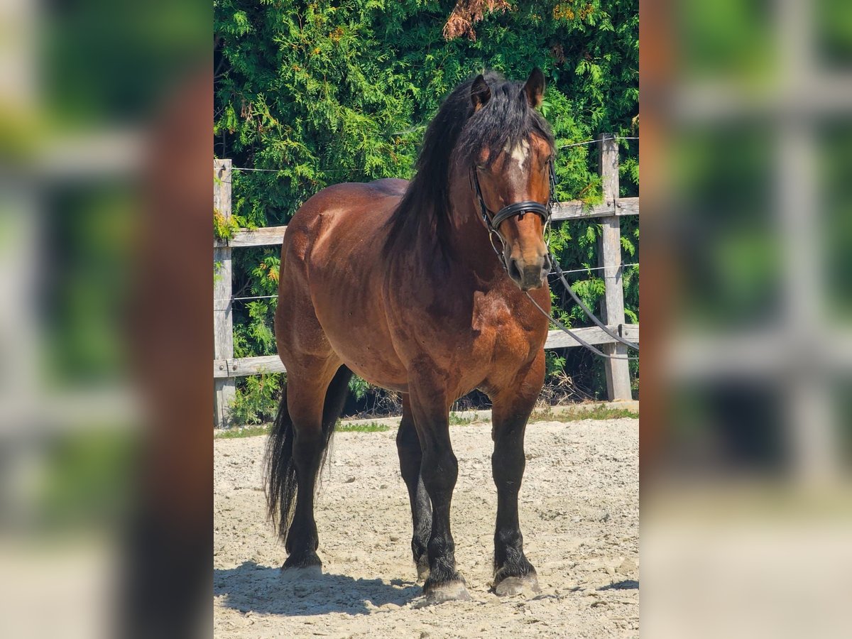 Andere Rassen Ruin 6 Jaar 145 cm Bruin in Ptuj