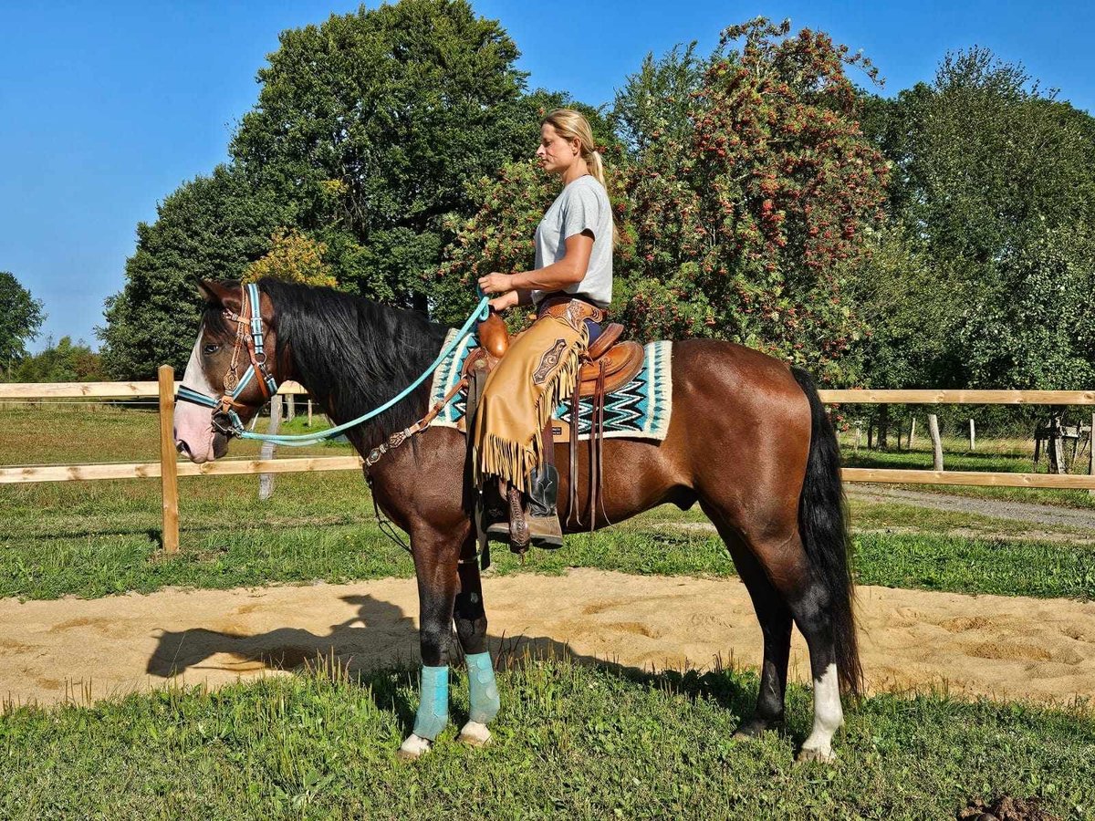 Andere Rassen Ruin 6 Jaar 158 cm Bruin in Linkenbach