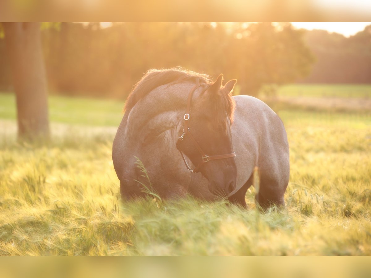 Andere Rassen Mix Ruin 6 Jaar 160 cm Roan-Blue in Marklohe