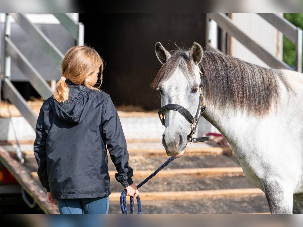 Andere Rassen Mix Ruin 7 Jaar 123 cm Zwartschimmel in Saldus