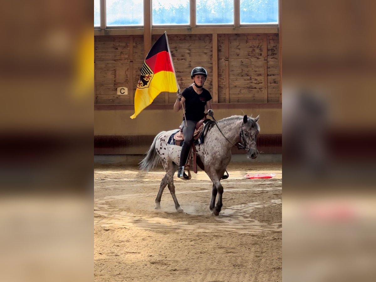 Andere Rassen Ruin 7 Jaar 136 cm Appaloosa in AchstettenAchstetten