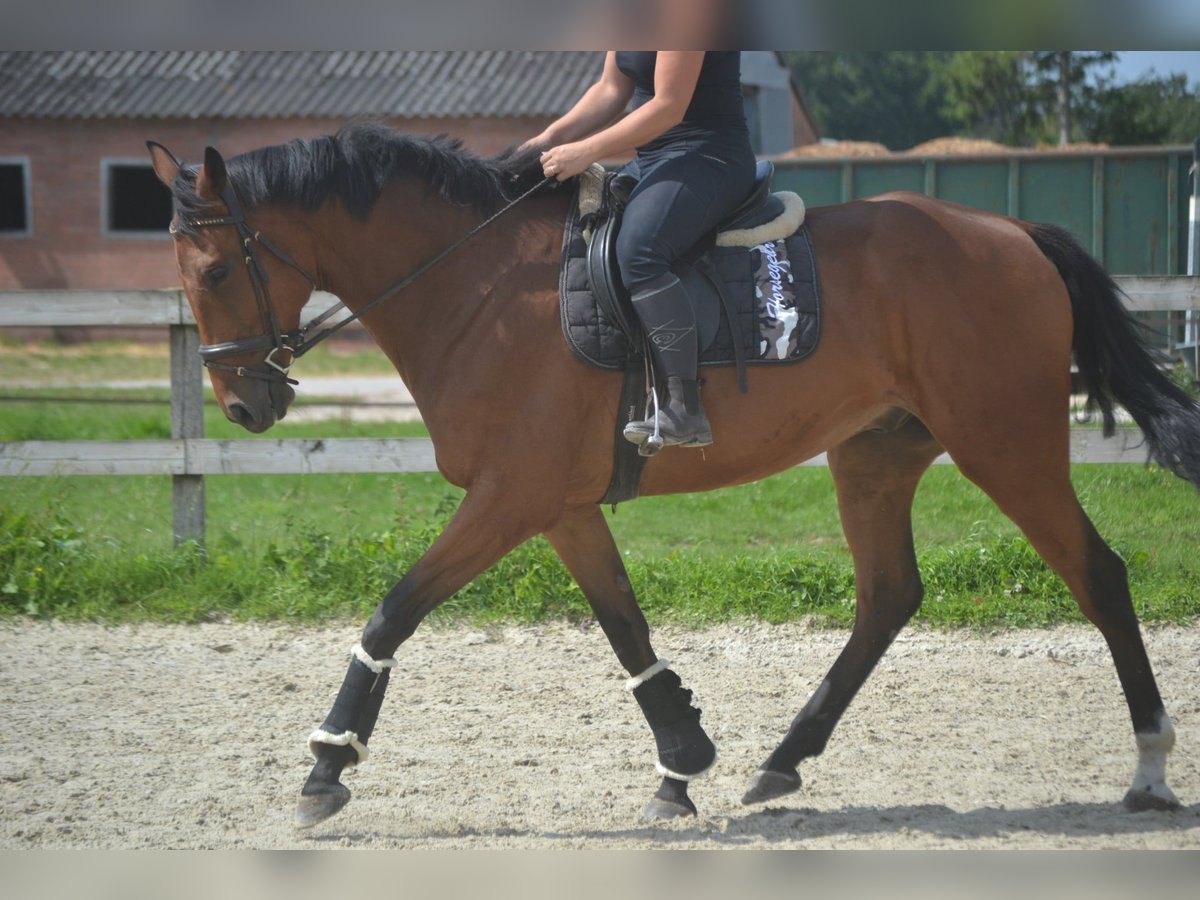 Andere Rassen Ruin 7 Jaar 168 cm Bruin in Breda