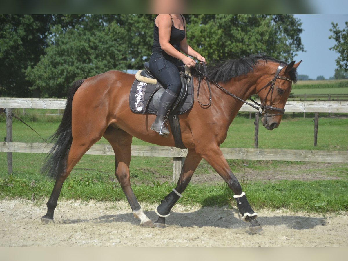 Andere Rassen Ruin 7 Jaar 168 cm Bruin in Breda