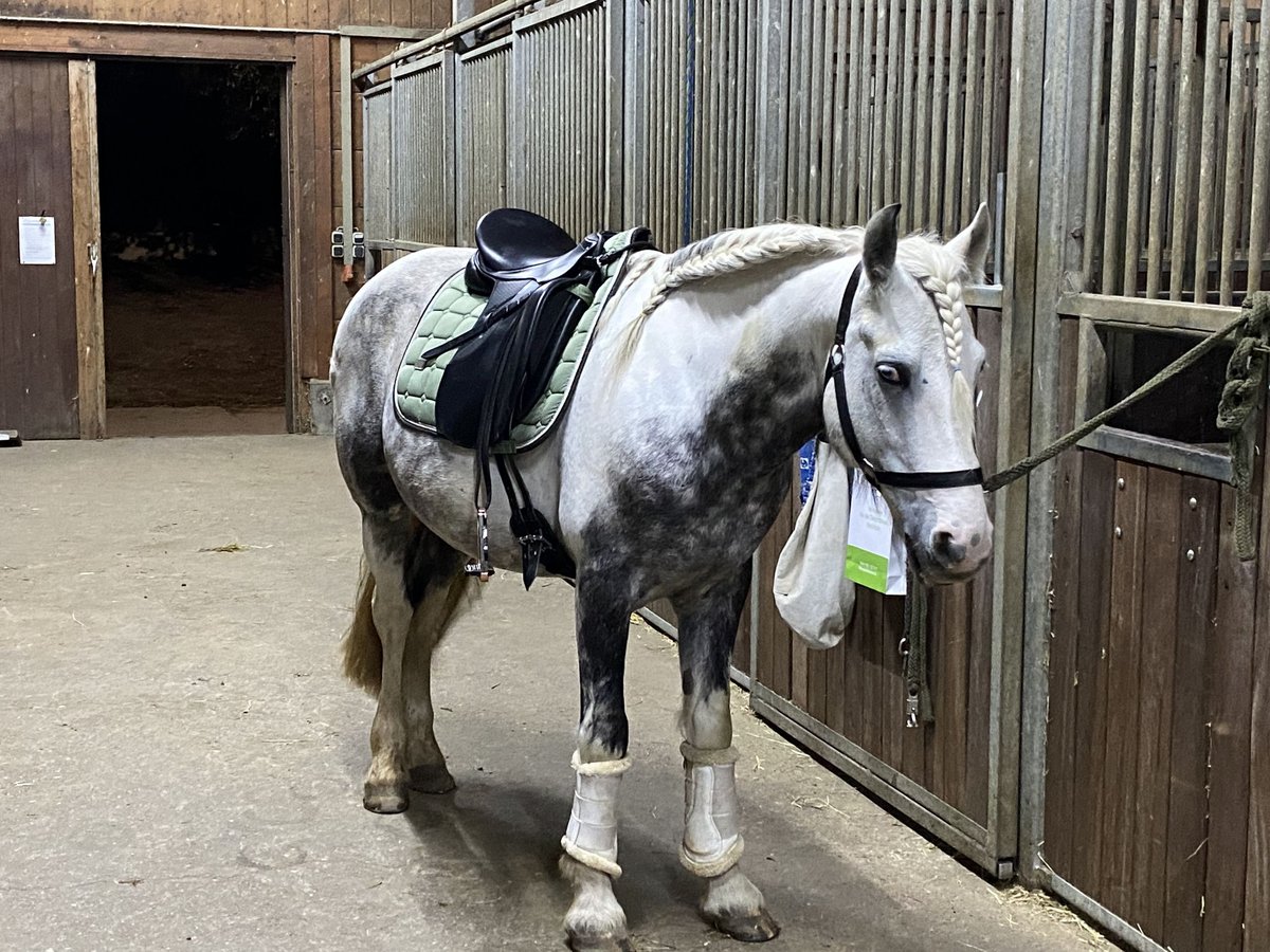 Andere Rassen Ruin 8 Jaar 142 cm Gevlekt-paard in Neusäß