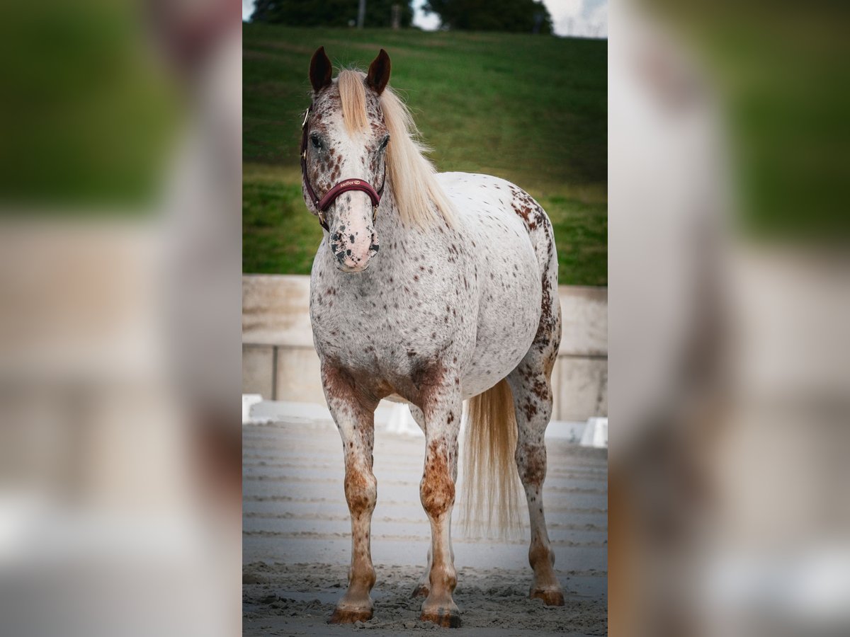 Andere Rassen Ruin 8 Jaar 147 cm Appaloosa in Nettersheim
