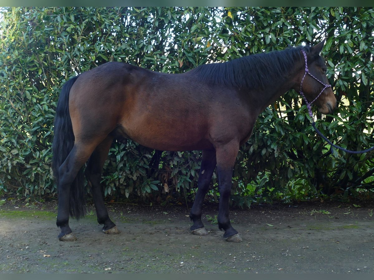 Andere Rassen Ruin 8 Jaar 149 cm Bruin in Lathen