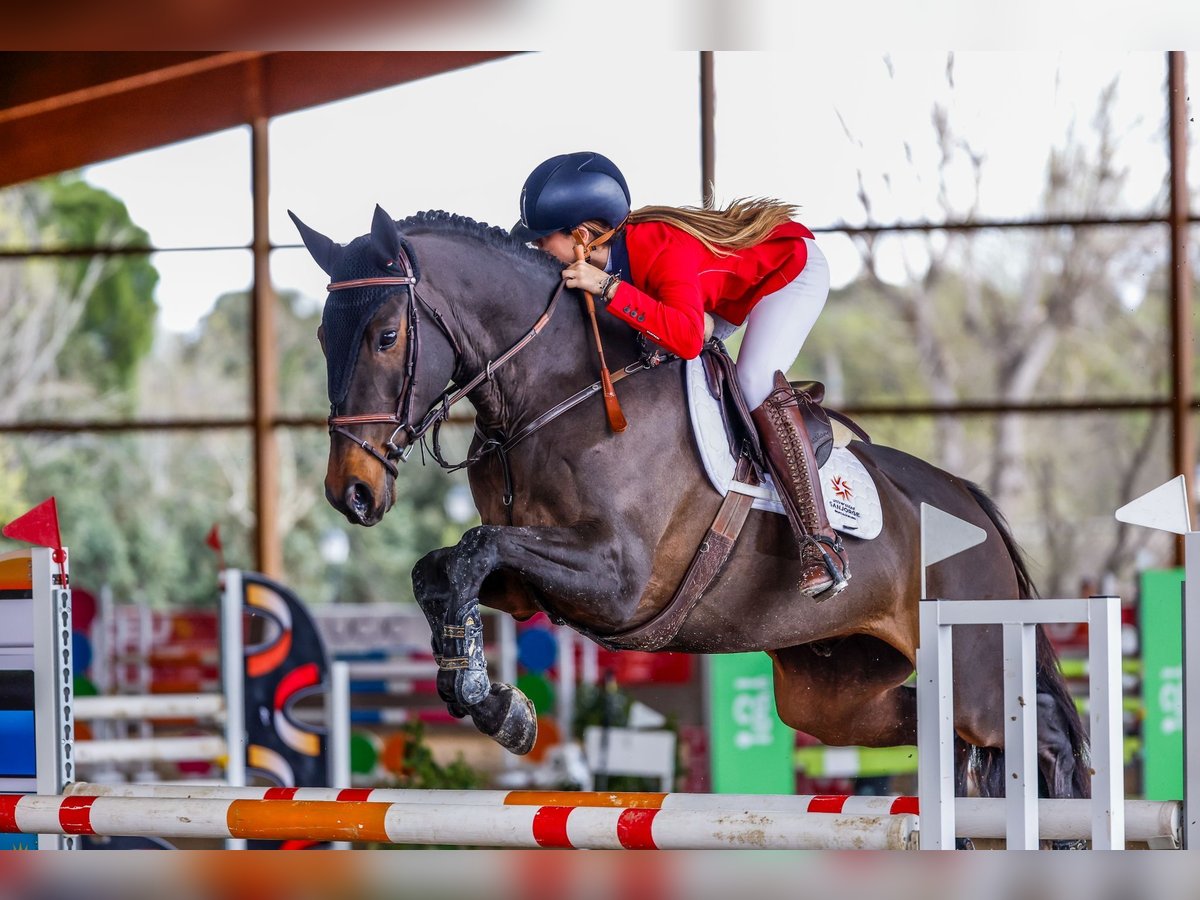 Andere Rassen Mix Ruin 8 Jaar 170 cm Donkerbruin in Cuarte De Huerva
