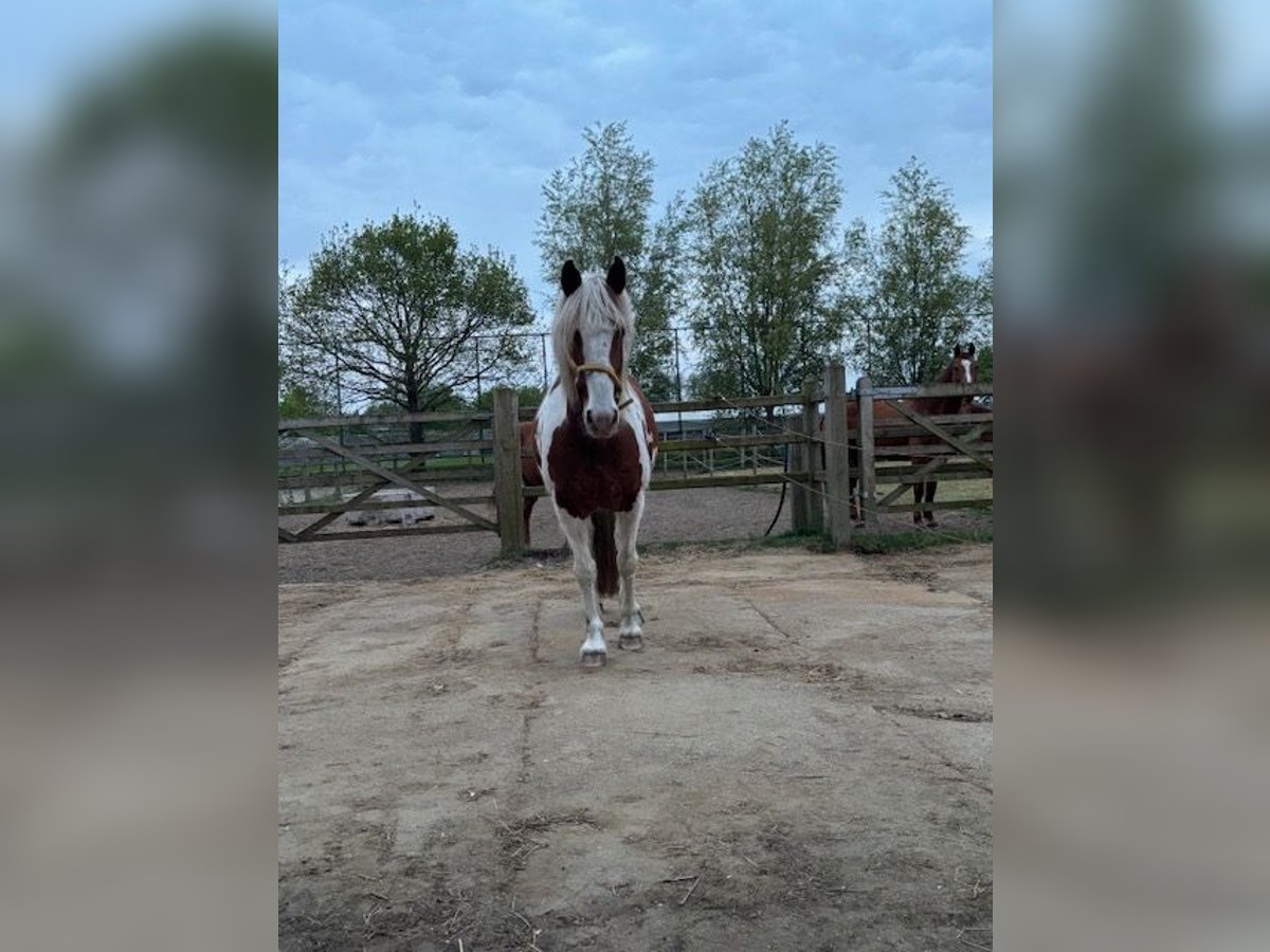 Andere Rassen Mix Ruin 9 Jaar 155 cm Gevlekt-paard in Temse