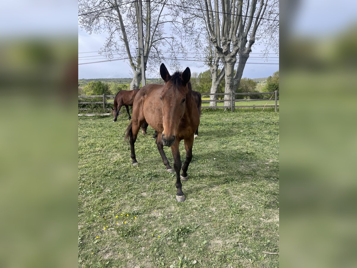 Andra fullblod Hingst 9 år in CéresteCereste