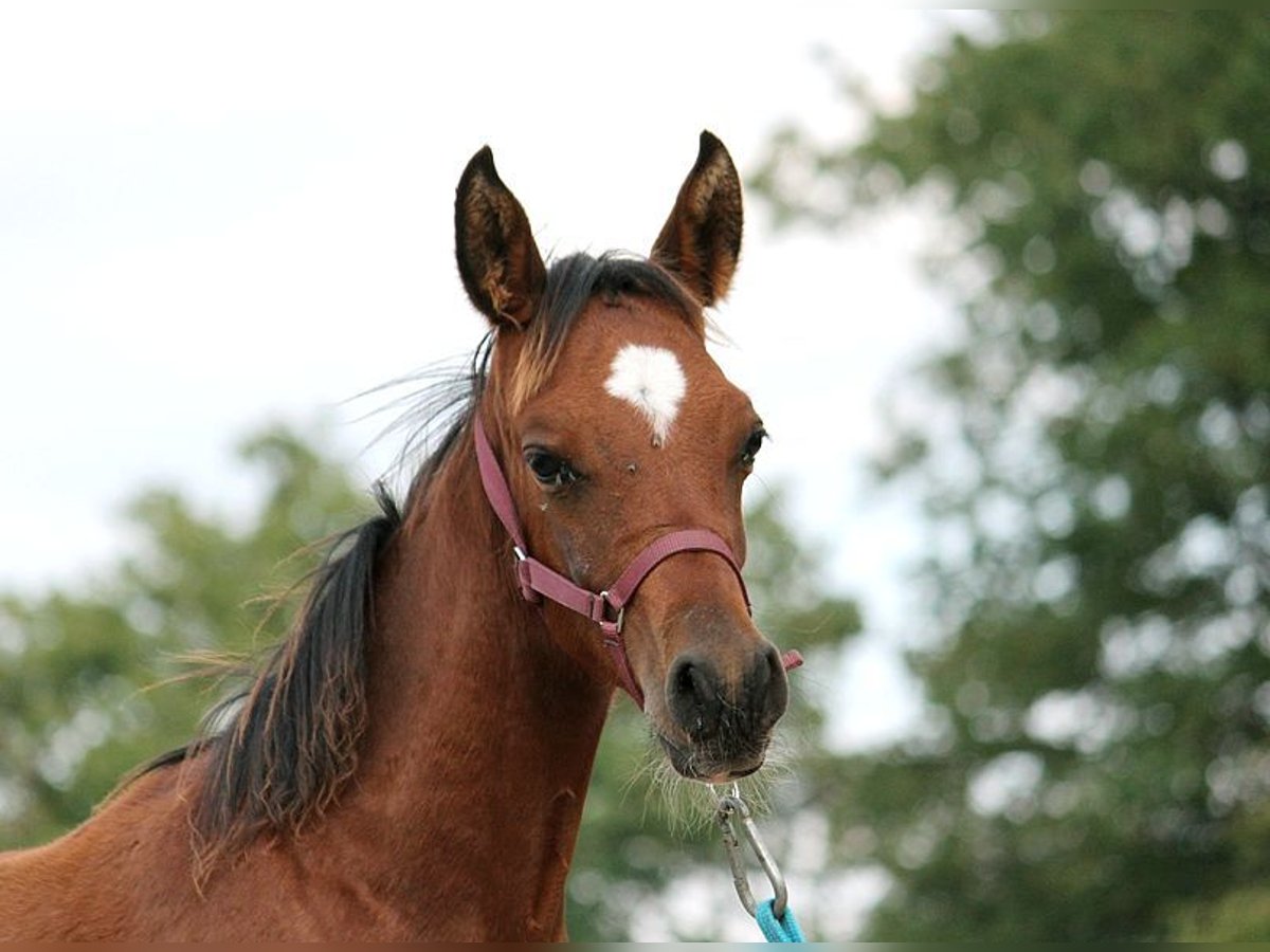 Andra fullblod Hingst Föl (05/2024) 153 cm Brun in GOVEN