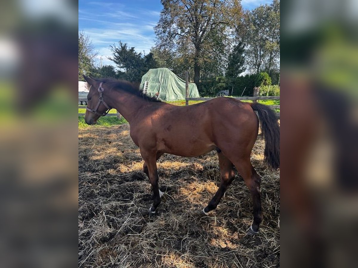 Andra fullblod Hingst Föl (04/2024) Brun in Wybrzeże