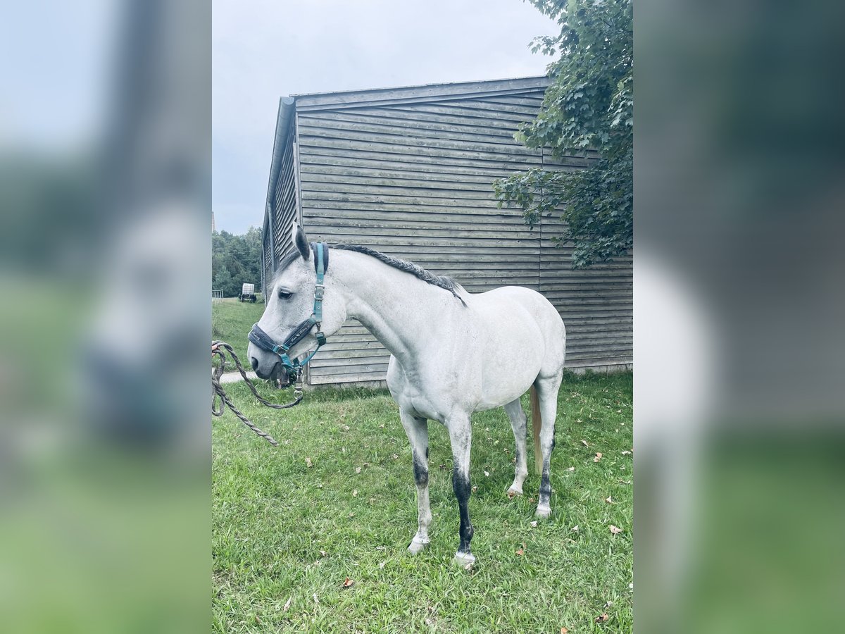 Andra fullblod Sto 10 år 168 cm Gråskimmel in Pirna