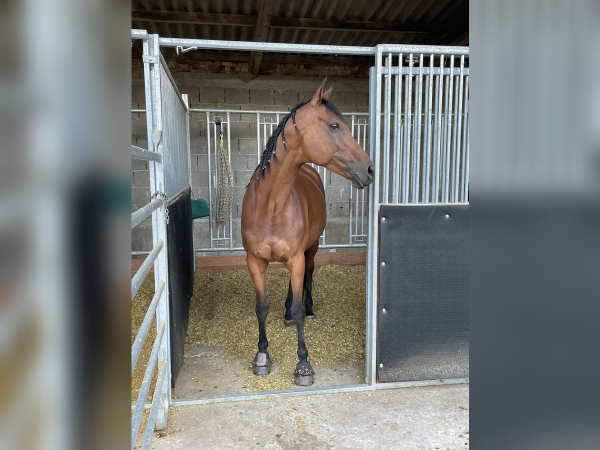 Andra fullblod Sto 11 år 160 cm Brun in Pforzheim