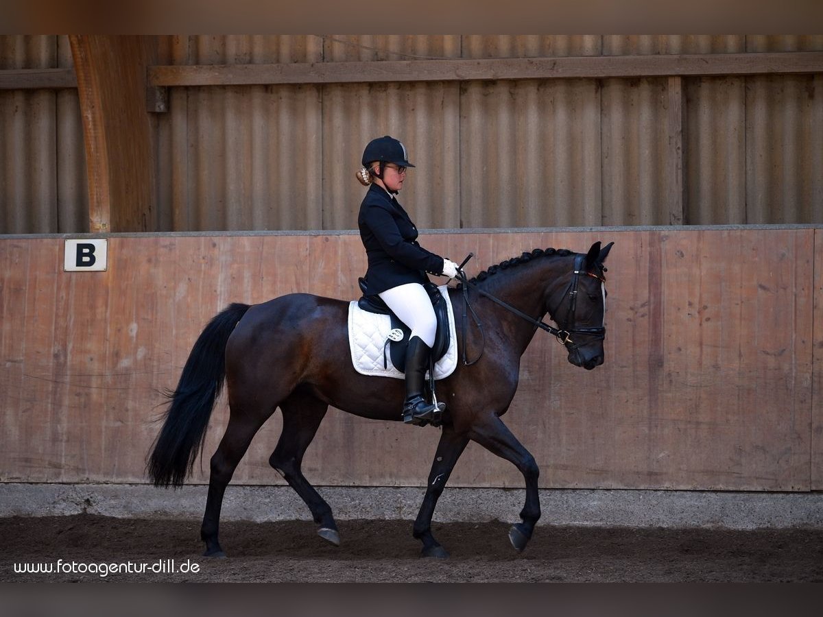 Andra fullblod Blandning Sto 17 år 154 cm Svart in Trebur