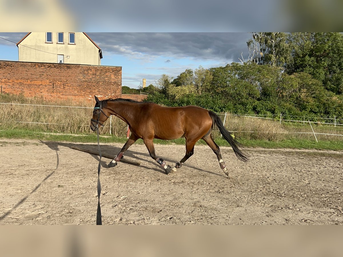 Andra fullblod Sto 5 år 160 cm Brun in Ermlitz