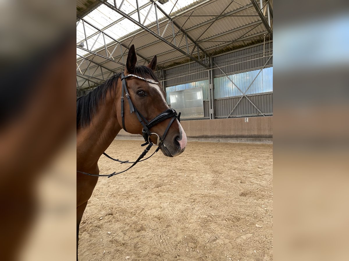 Andra fullblod Valack 11 år 165 cm Mörkbrun in Deining