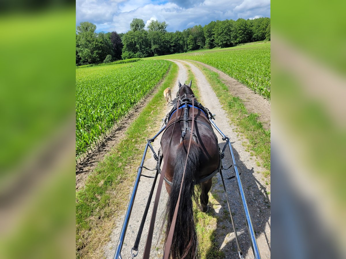 Andra fullblod Valack 18 år 165 cm Rökfärgad svart in Jockgrim