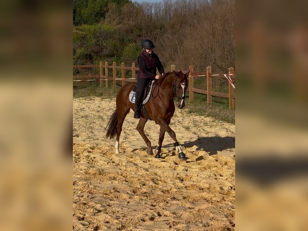 Andra fullblod Valack 3 år 167 cm fux in Wegeleben