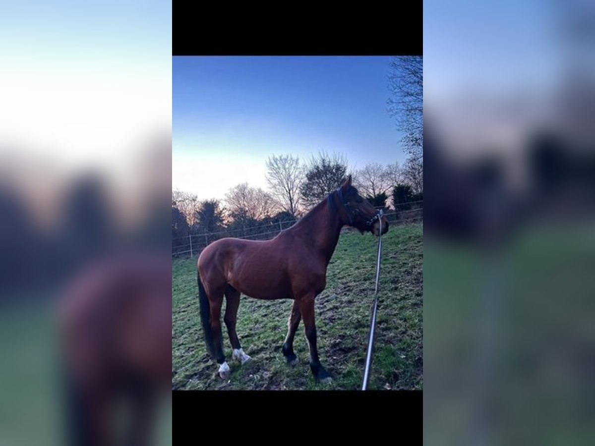 Andra fullblod Valack 6 år 153 cm Brun in Weissach im Tal