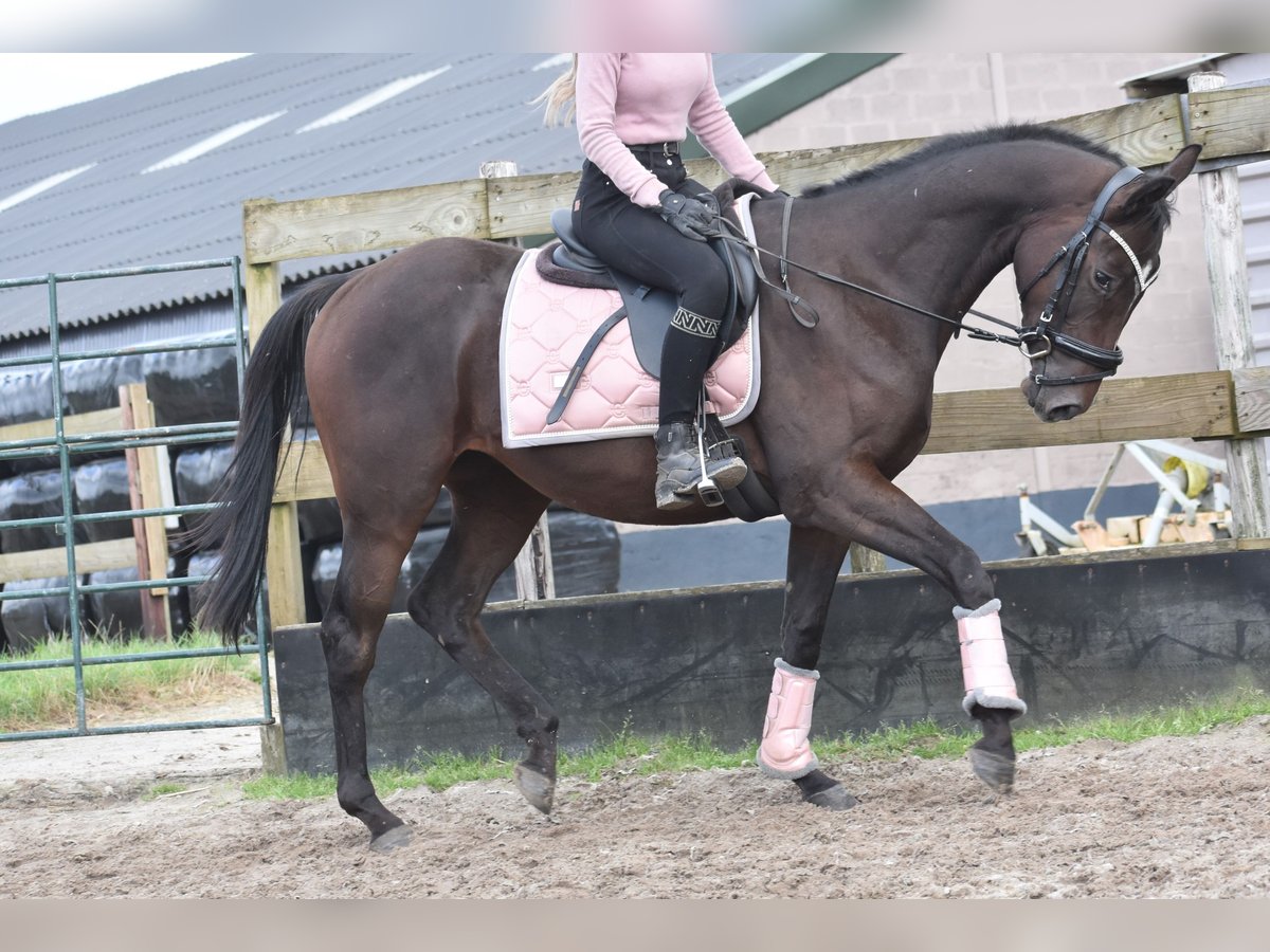 Andra raser Hingst 3 år 151 cm Mörkbrun in Achtmaal