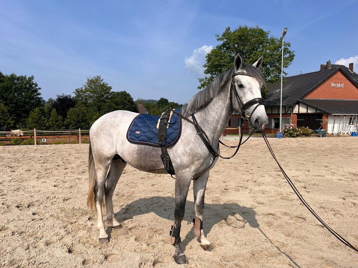 Andra raser Hingst 3 år 165 cm Grå in Einbeck