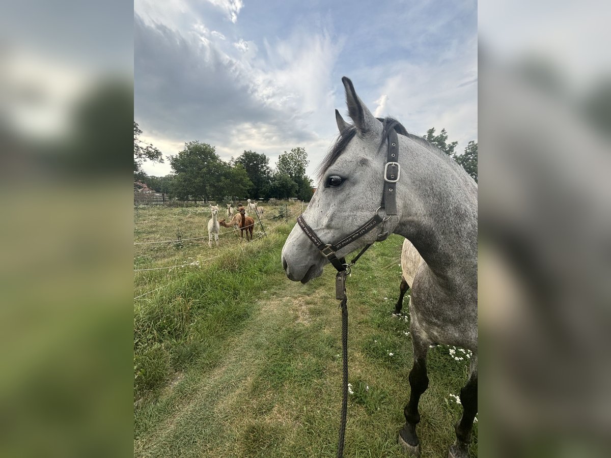 Andra raser Blandning Hingst 7 år Grå-mörk-brun in Braunsbedra