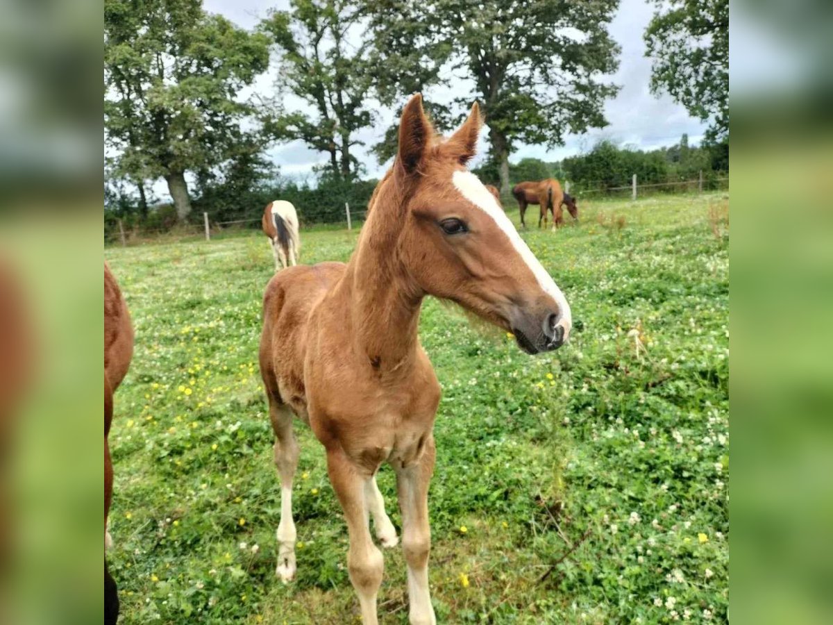 Andra raser Hingst Föl (03/2024) 155 cm fux in Le Pin