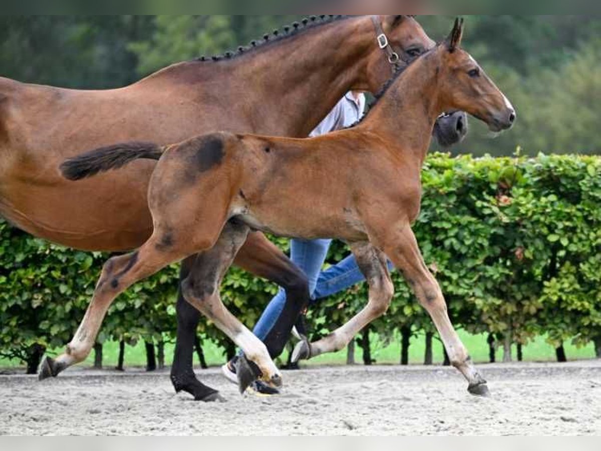 Andra raser Hingst Föl (06/2024) in Zele