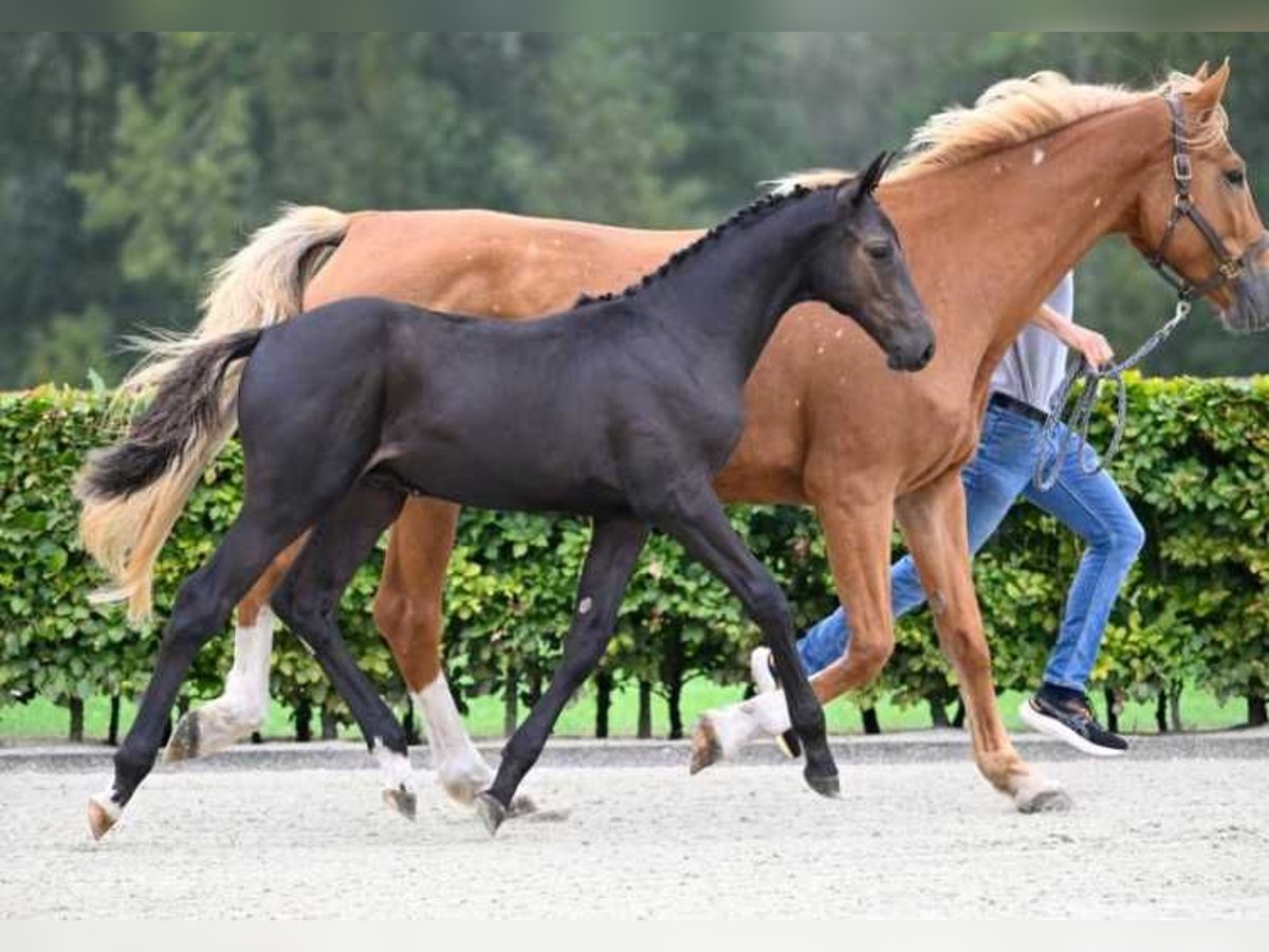 Andra raser Hingst Föl (05/2024) in Zele