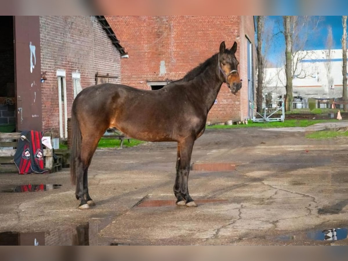 Andra raser Blandning Sto 12 år 168 cm Mörkbrun in Kuurne