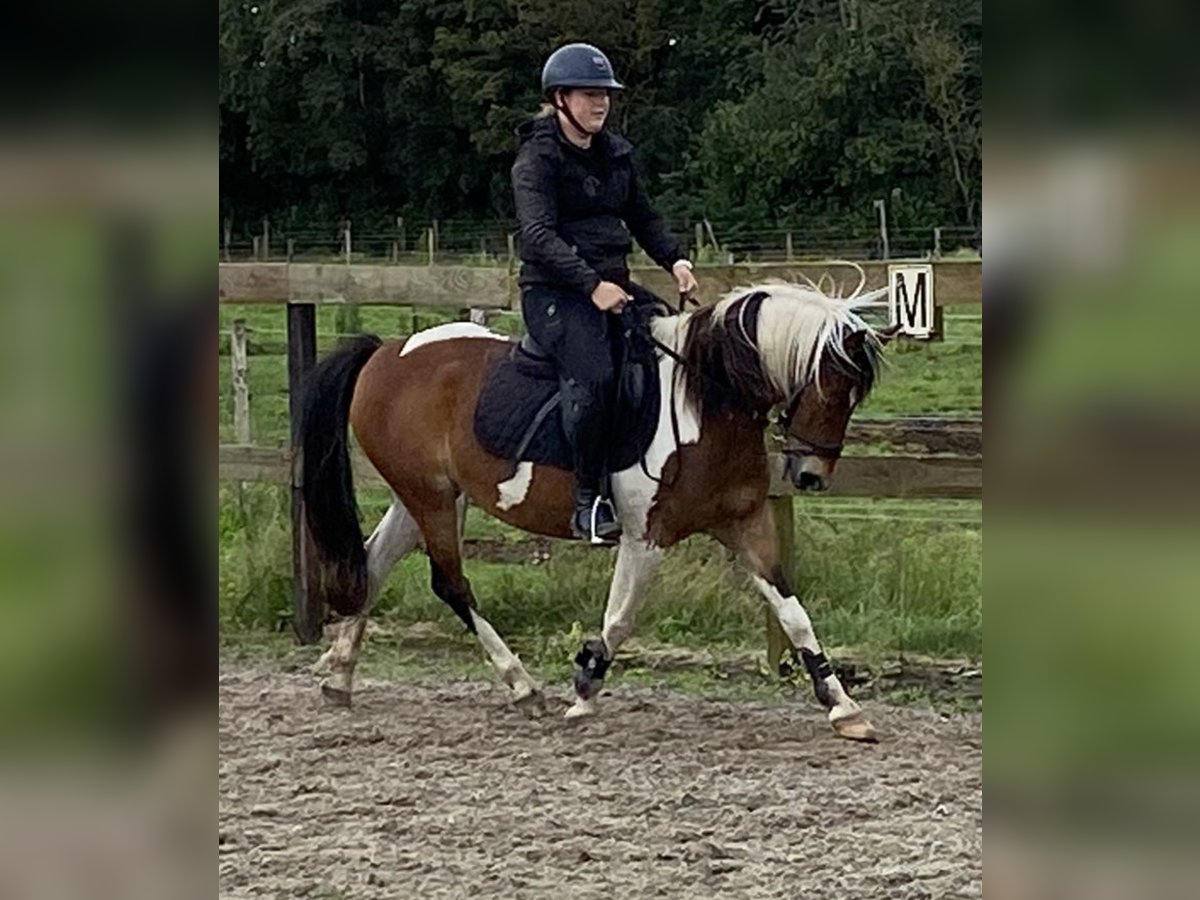 Andra raser Sto 15 år 148 cm Tobiano-skäck-alla-färger in Achtmaal