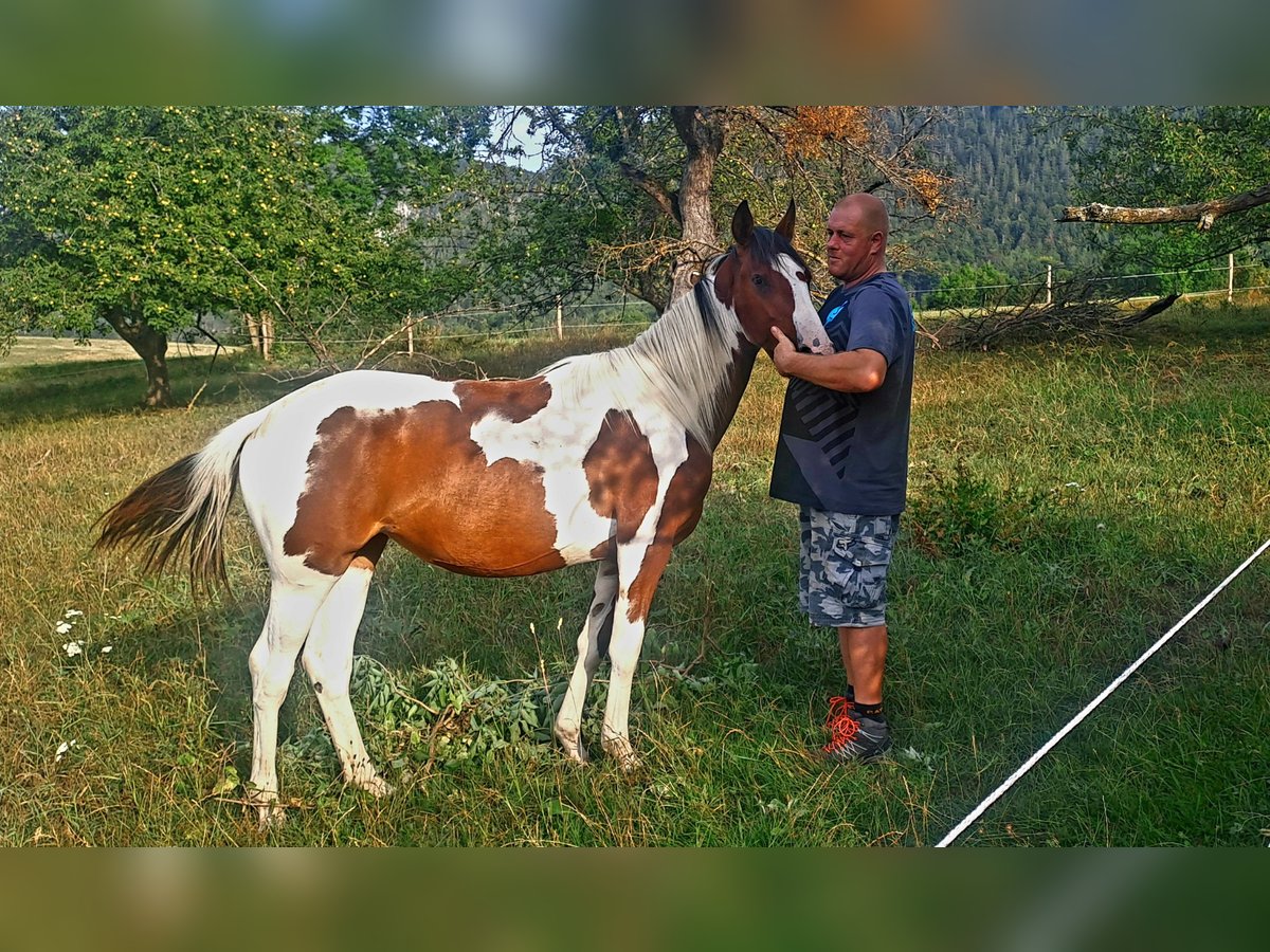 Andra raser Sto 1 år 160 cm Pinto in Puchberg am Schneeberg