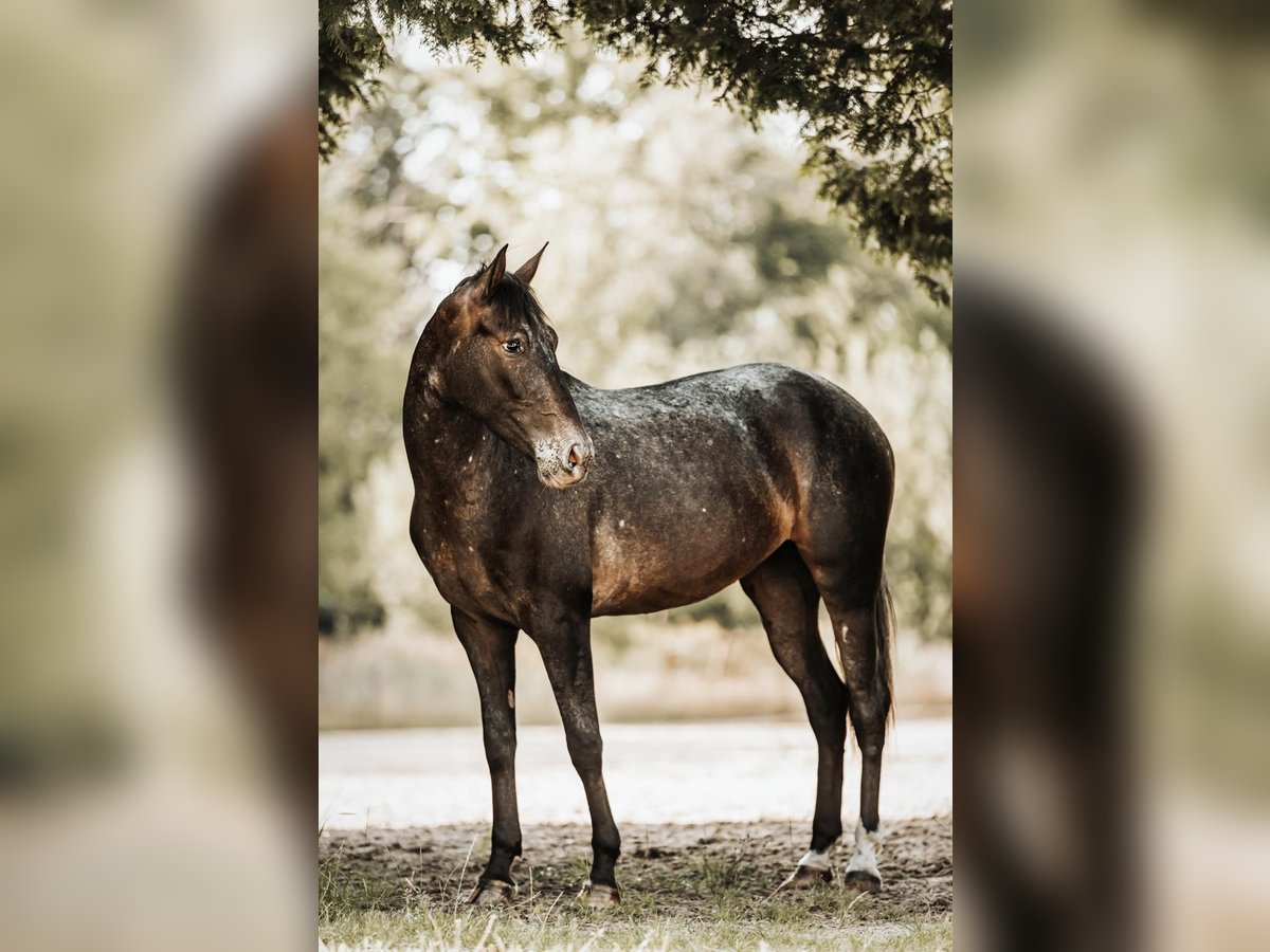 Andra raser Blandning Sto 3 år 155 cm Brun in Windhagen