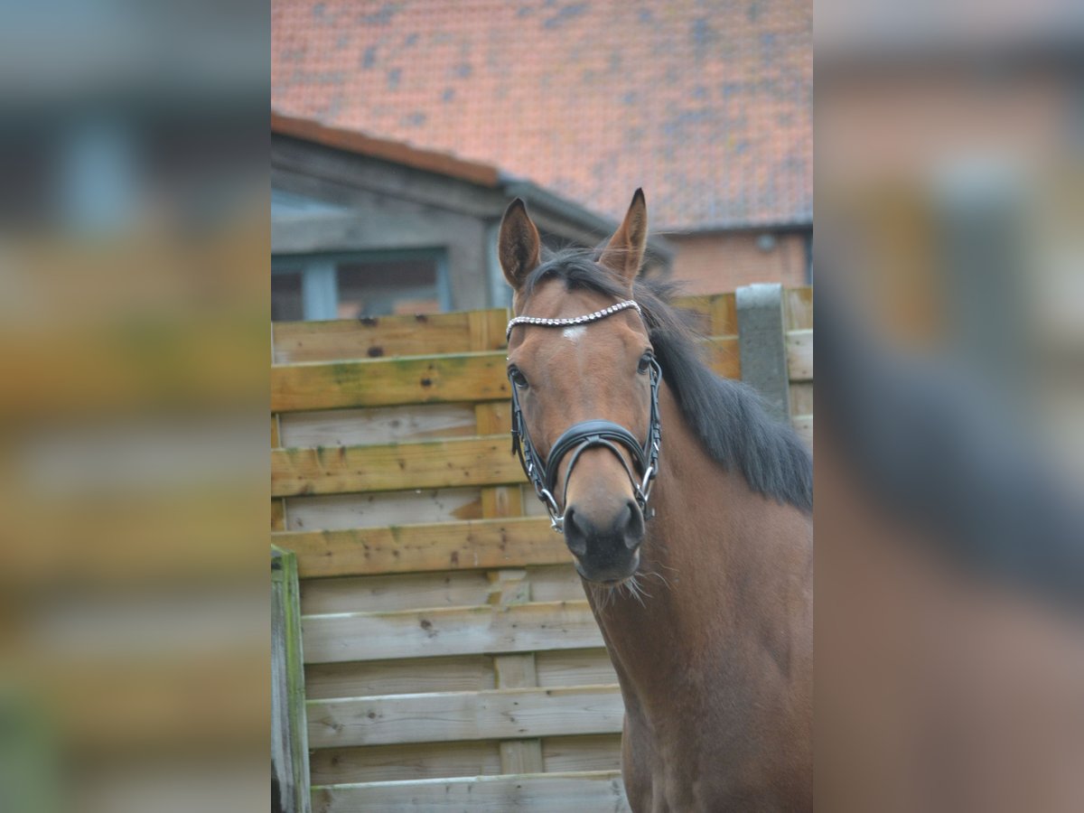 Andra raser Sto 3 år 160 cm Brun in wuustwezel