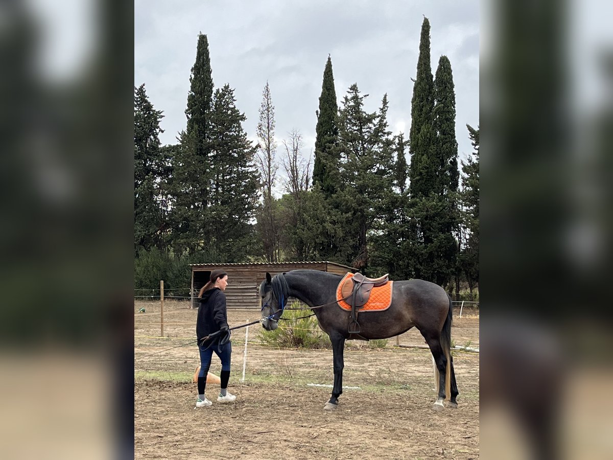 Andra raser Sto 3 år 160 cm Grå in Bages