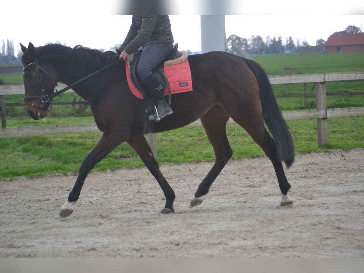 Andra raser Sto 5 år 163 cm Mörkbrun in Breda