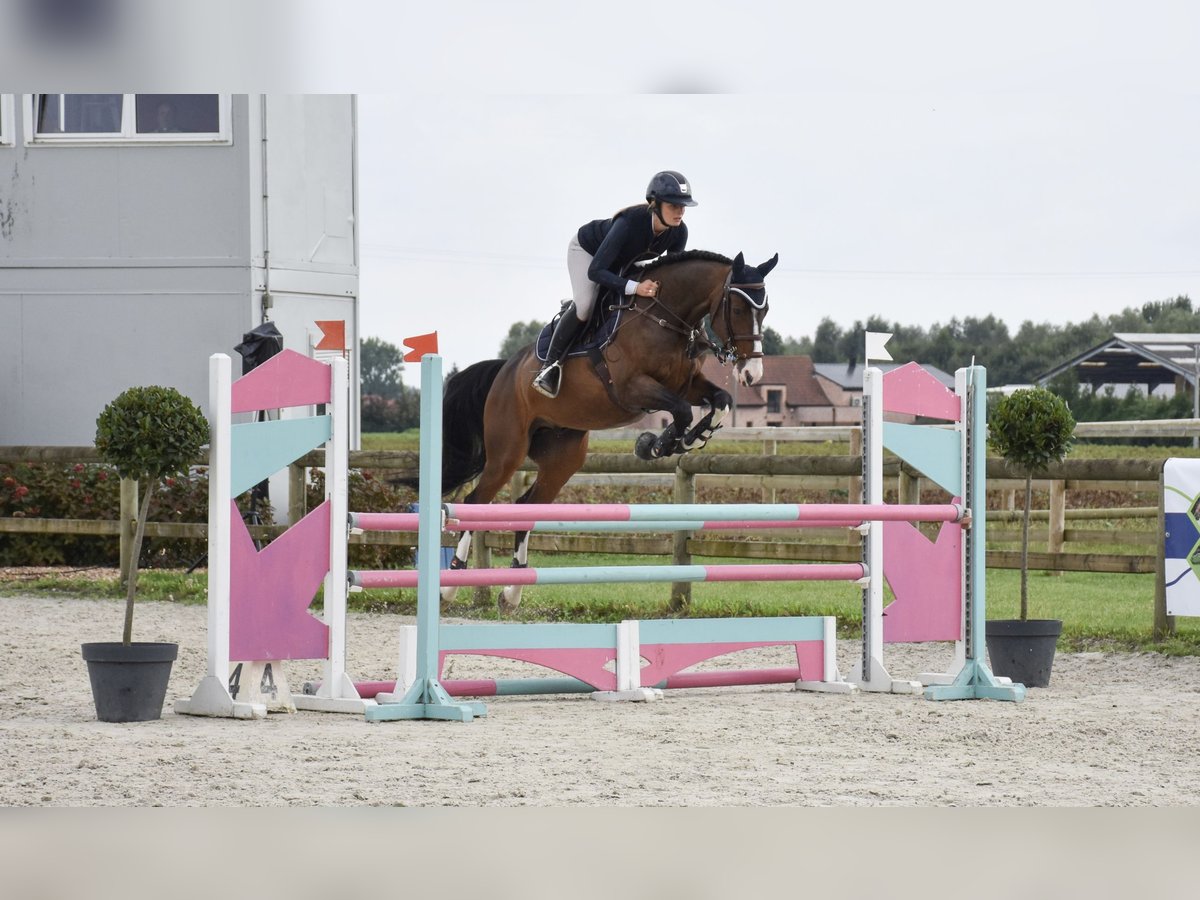 Andra raser Valack 11 år 163 cm Brun in Fretin