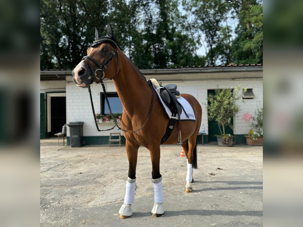 Andra raser Valack 13 år 148 cm Brun in Rüsselsheim