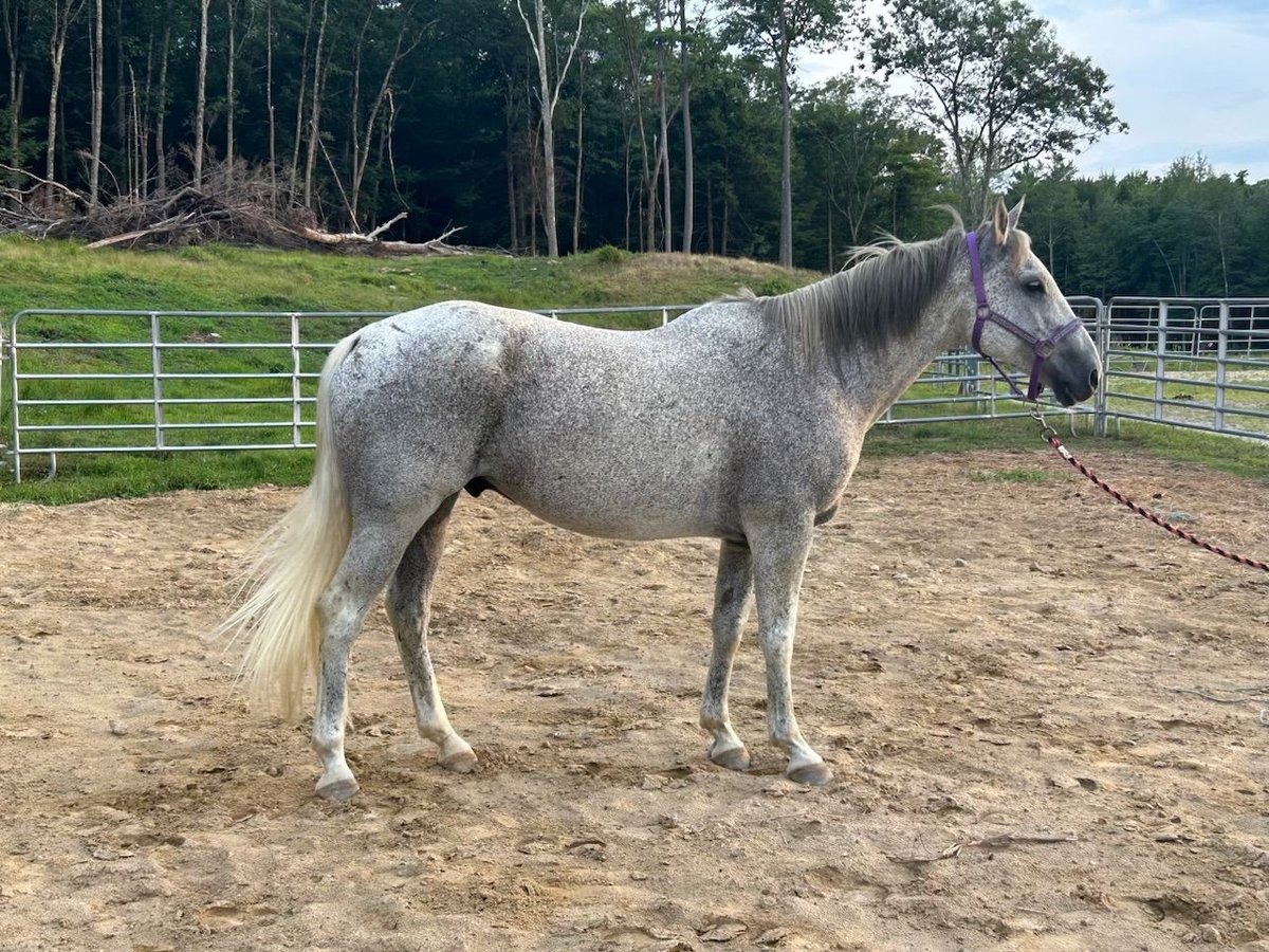 Andra raser Valack 13 år 152 cm Gråskimmel in Greenfield