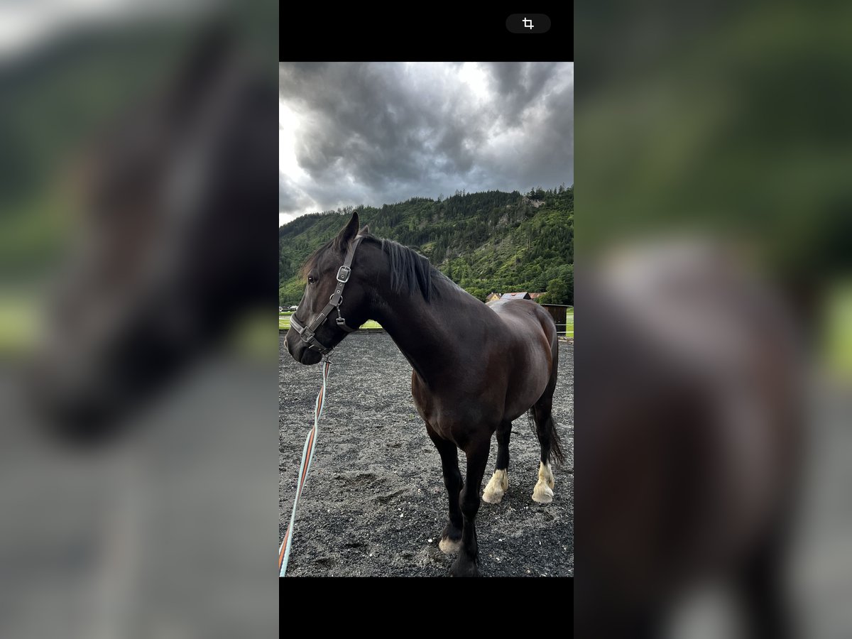 Andra raser Blandning Valack 16 år 143 cm Rökfärgad svart in Leoben