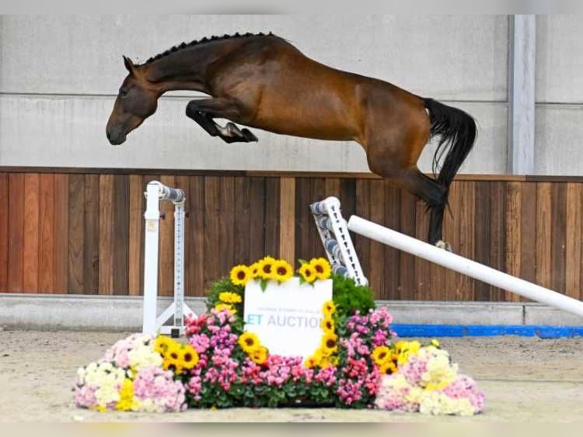 Andra raser Valack 3 år 167 cm in Zele